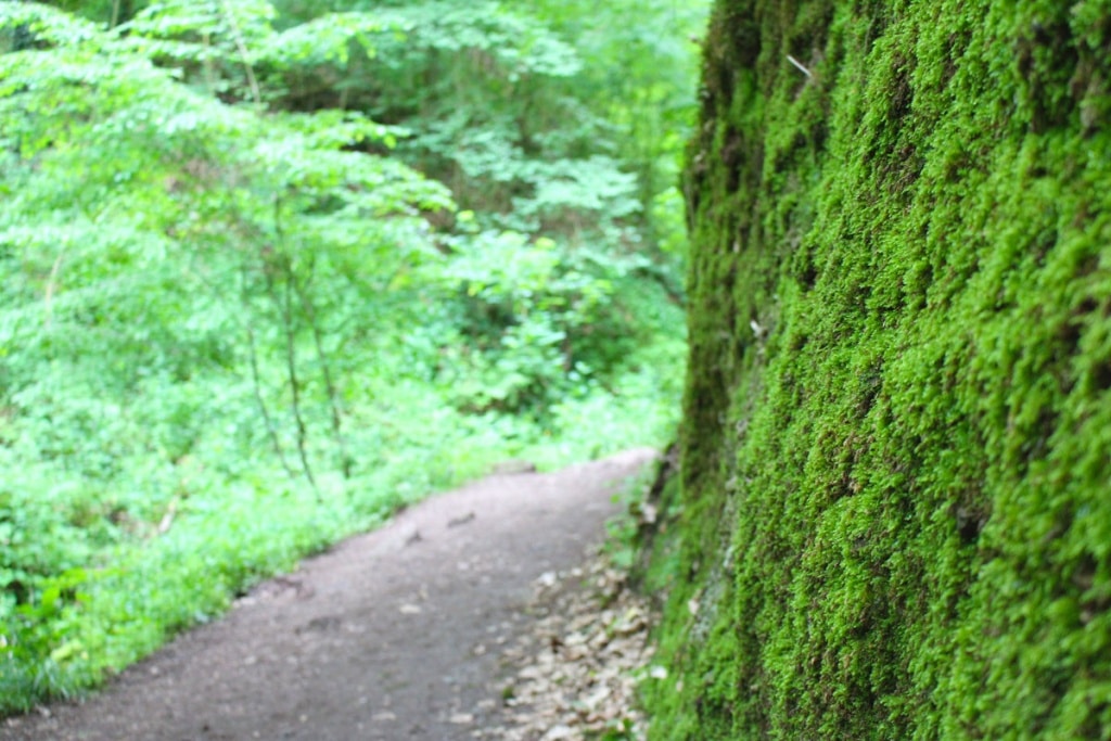 sehenswuerdigkeiten-eisenach-reisetipps-thueringen-reisetipps-deutschland-reiseblog-5-orte-drachenschlucht-moos